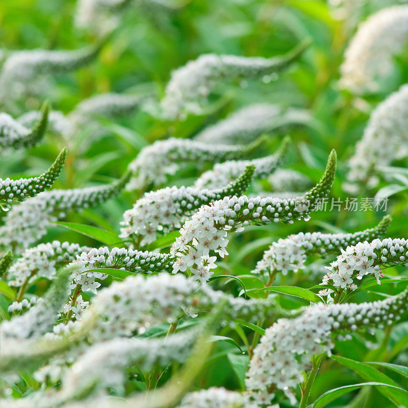 鹅颈松弛冲突(Lysimachia clethroides) -十二